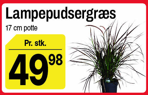 Lampepudsergræs