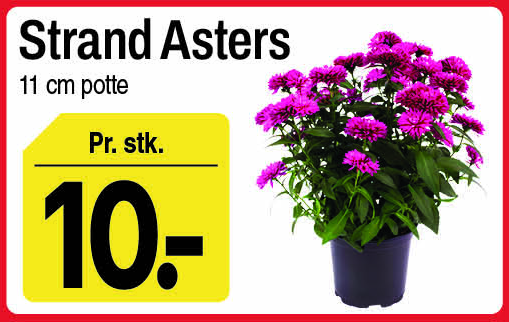 Strandasters