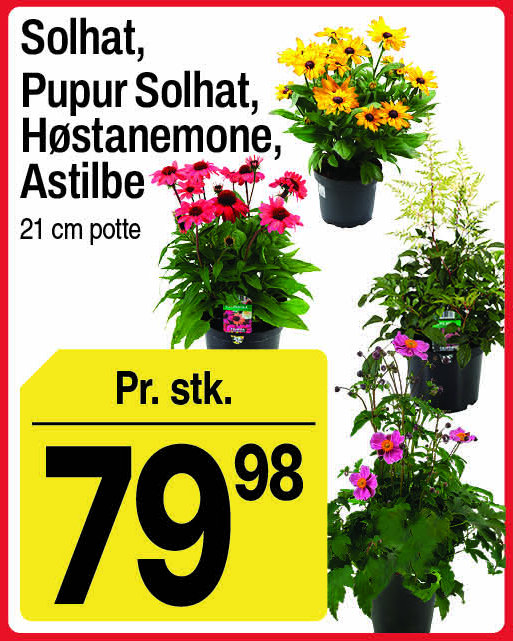 Solhat, purpursolhat, høstanemone eller astilbe