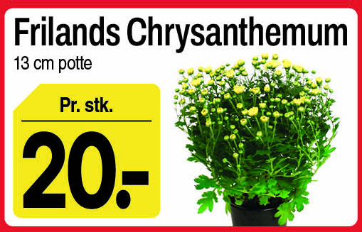 Frilandschrysanthemum